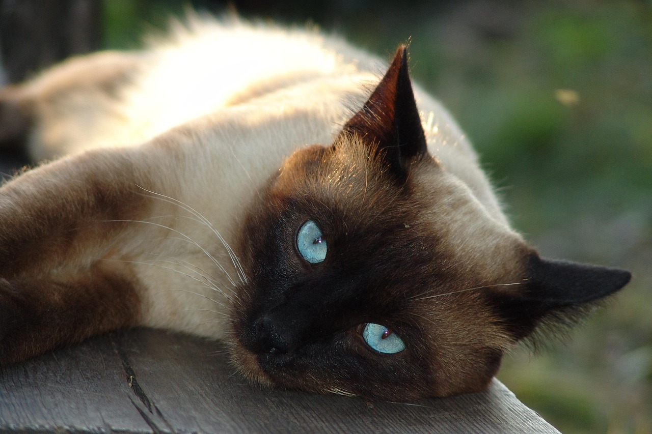 Siamese cat lying and looking into camera