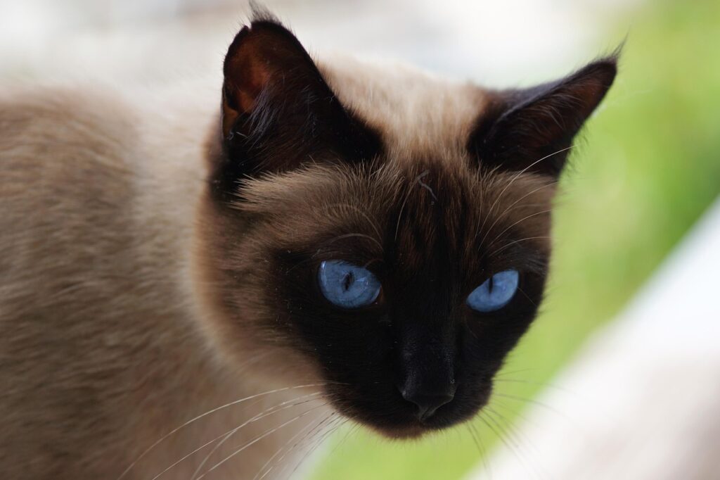a Siamese cat - for an article about Siamese cat names