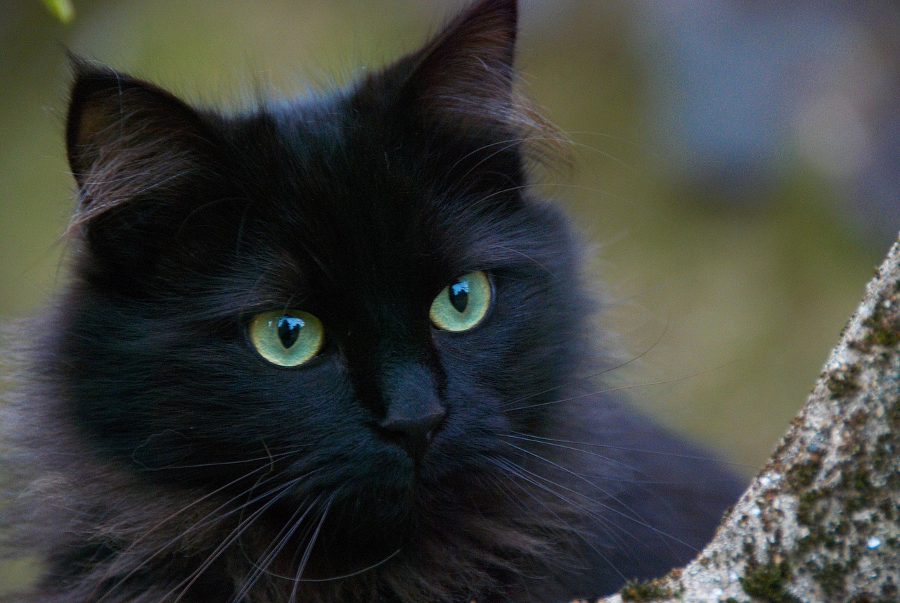 a cute hairy black cat
