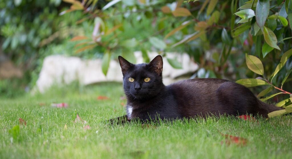 a black cat lying in the grass