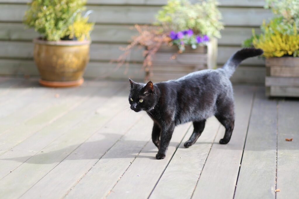 a black cat on wooden floor for an article about black cat names