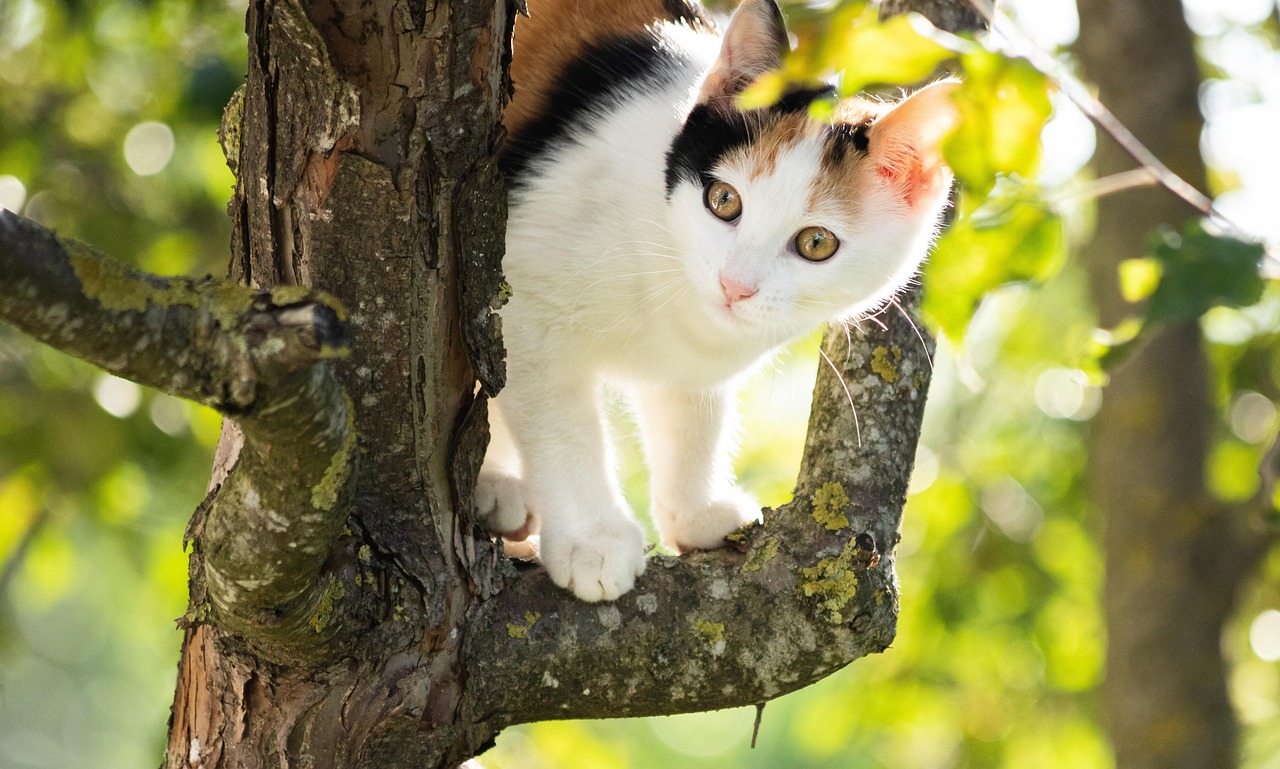calico cat on a tree