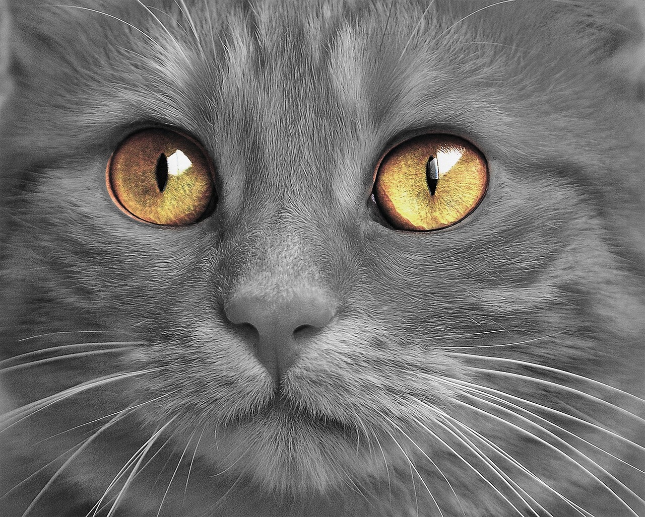 face of a gray cat with yellowish eyes for an article about gray cat names