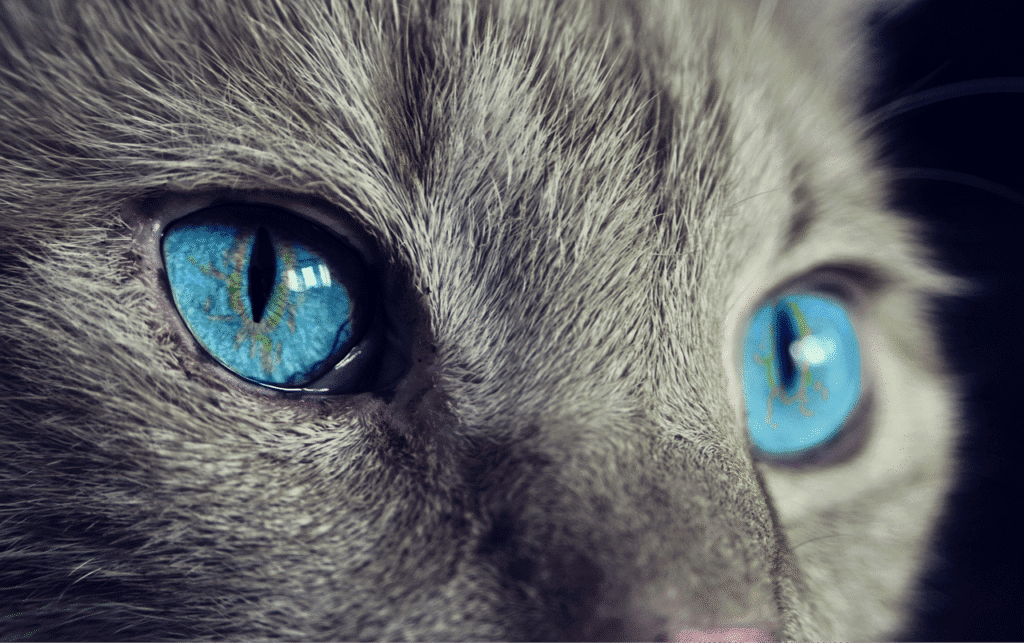 gray cat face inspiring to breeze through lists of gray cat names