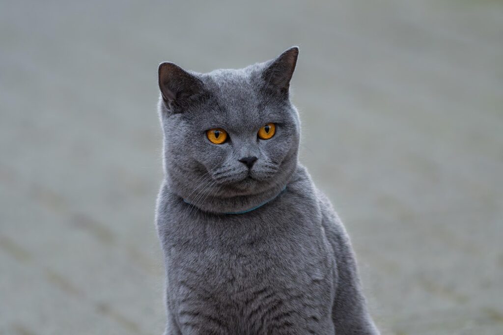 gray cat sitting - for an article about gray cat names