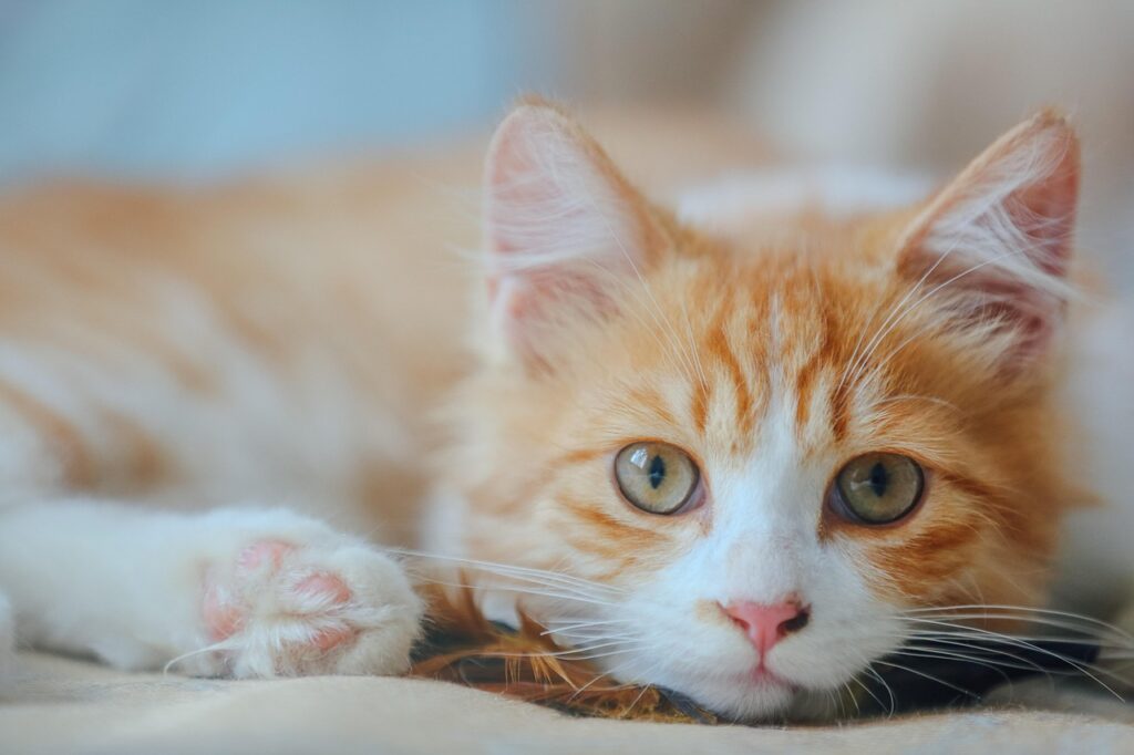 an orange cat looking into camera