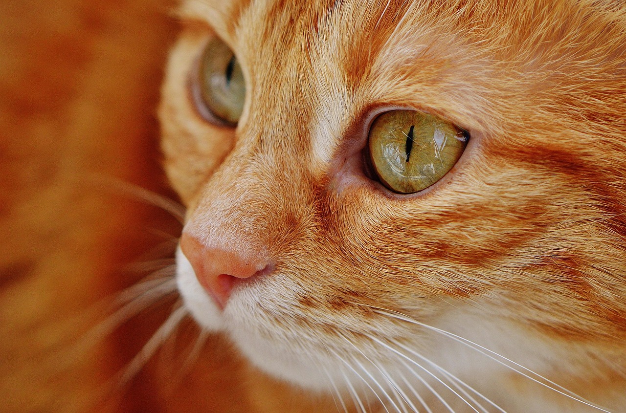 a face an orange cat