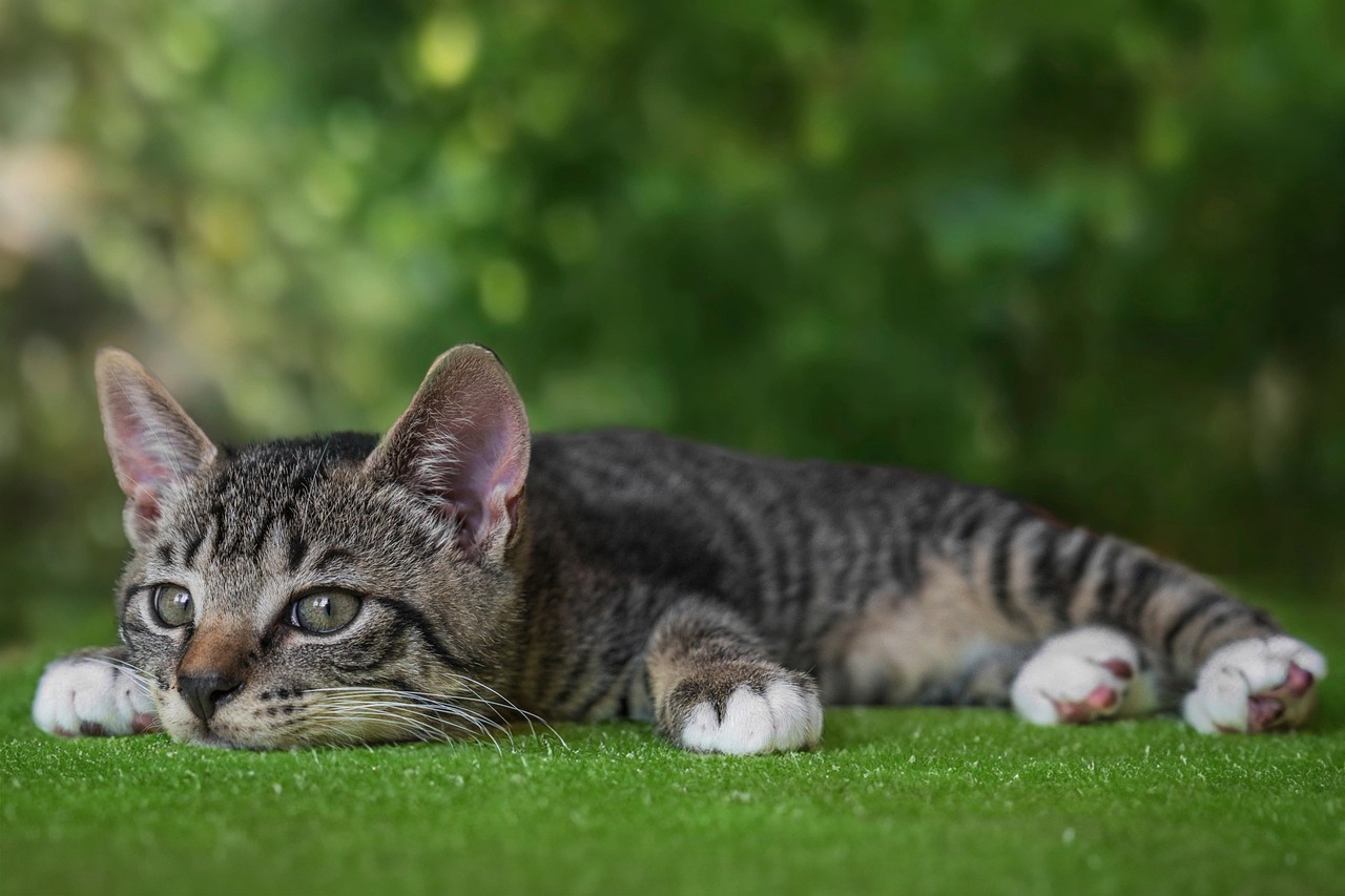 stripy cat lying on the grass inspiring to browse tabby cat names list
