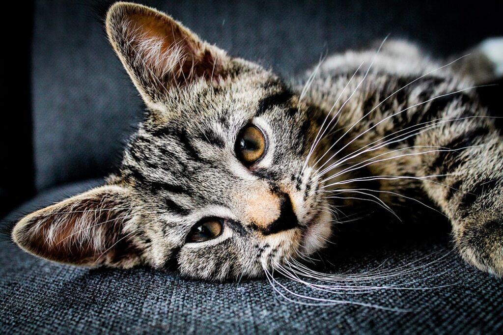 stripy cat lying on a bed inspiring to browse tabby cat names list