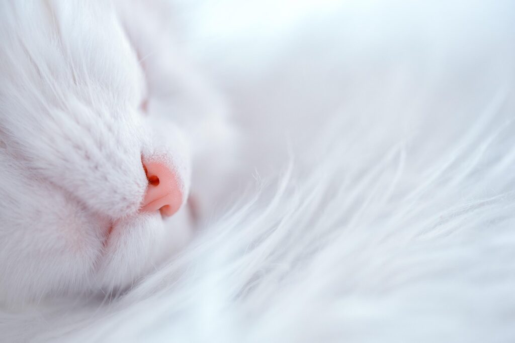 face of a sleeping white cat inspiring to browse lists of white cat names