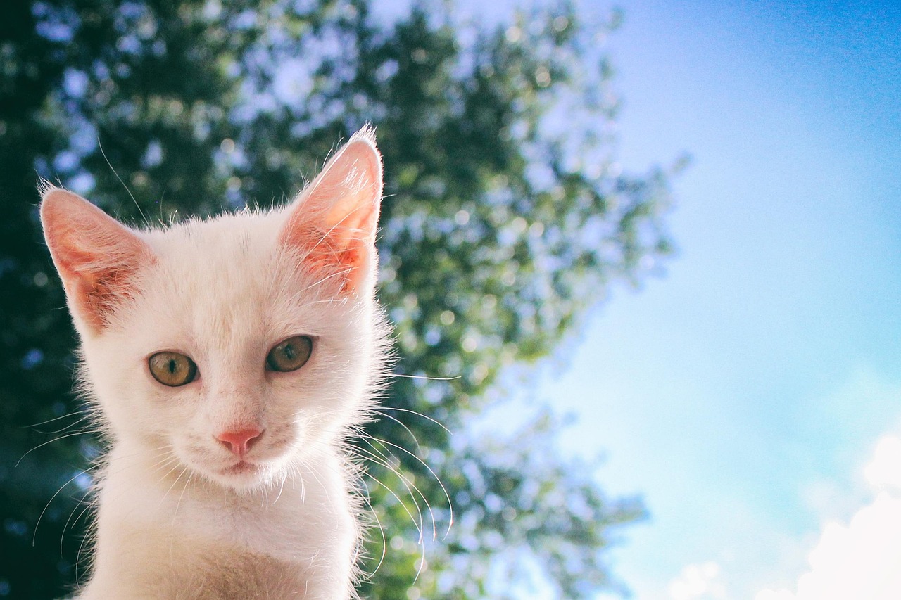 a white kitten looking at the photo shooter- for an article about white cat names